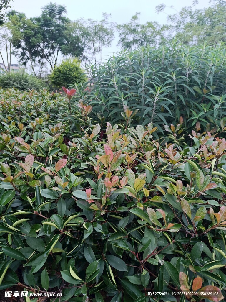 茂密绿植景观