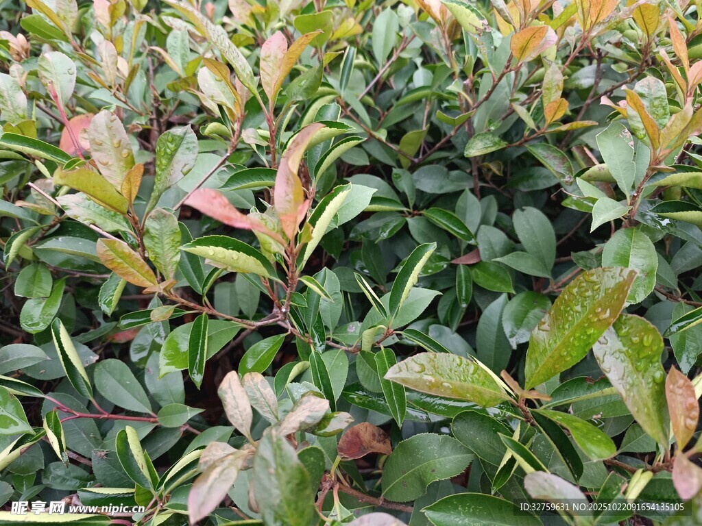 绿叶繁茂的植物景观