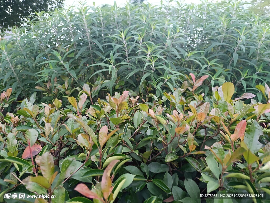多彩叶片的绿植景观