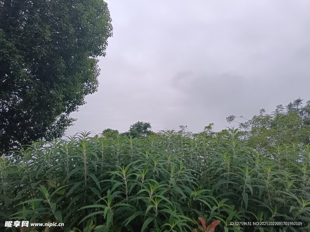 野外繁茂绿植景观