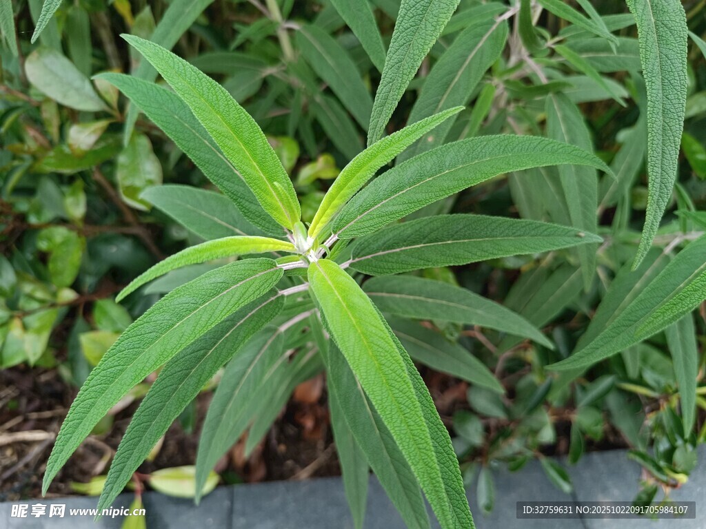 绿色植物特写