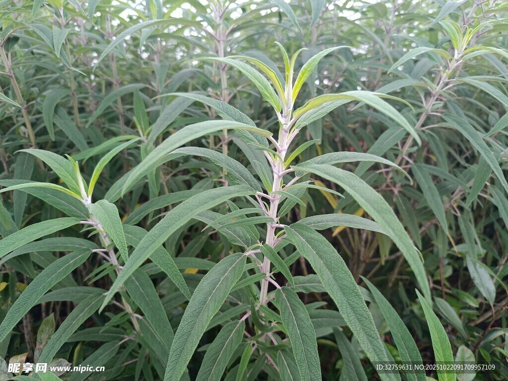 绿叶繁茂的植物景观