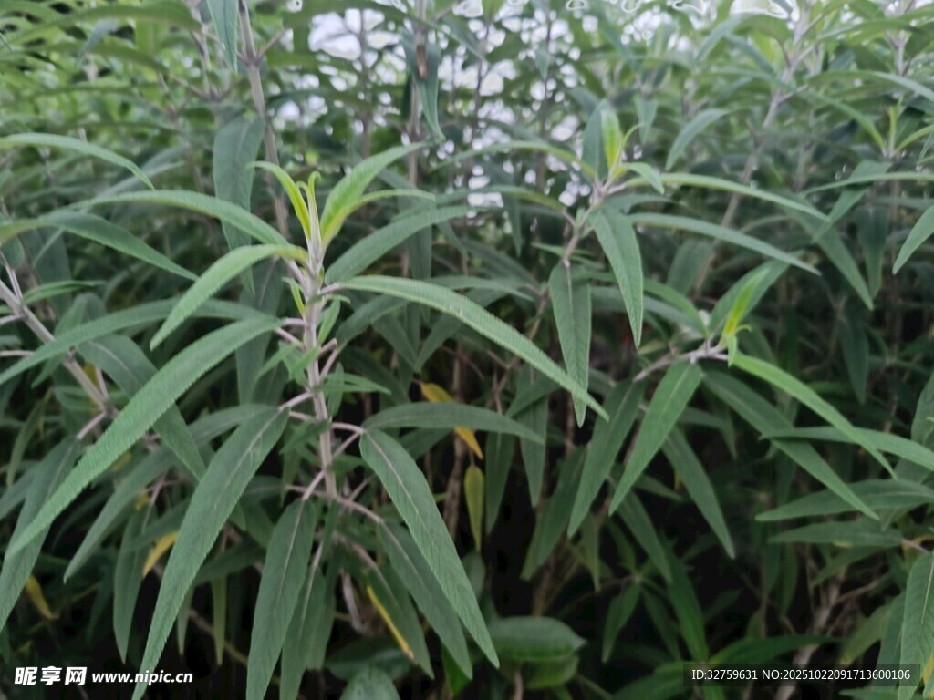 茂密绿叶植物景观