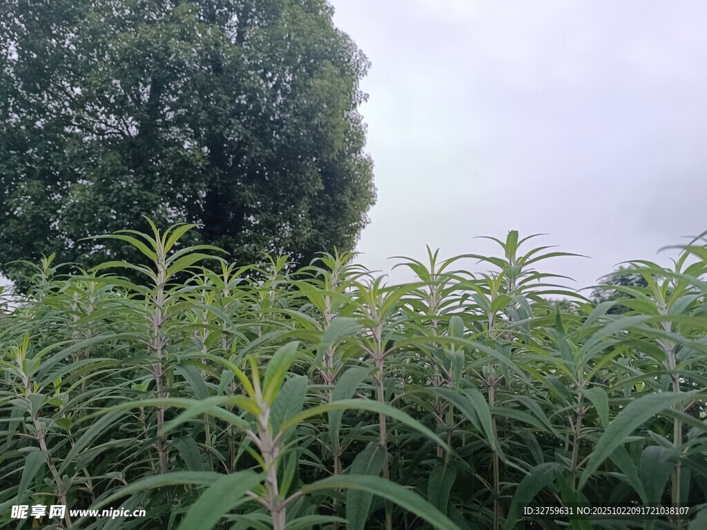 田野中的繁茂绿色植物