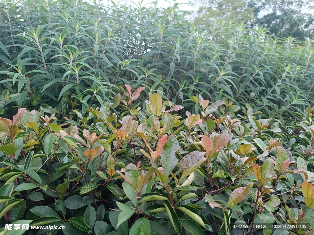 多彩叶片的绿植景观