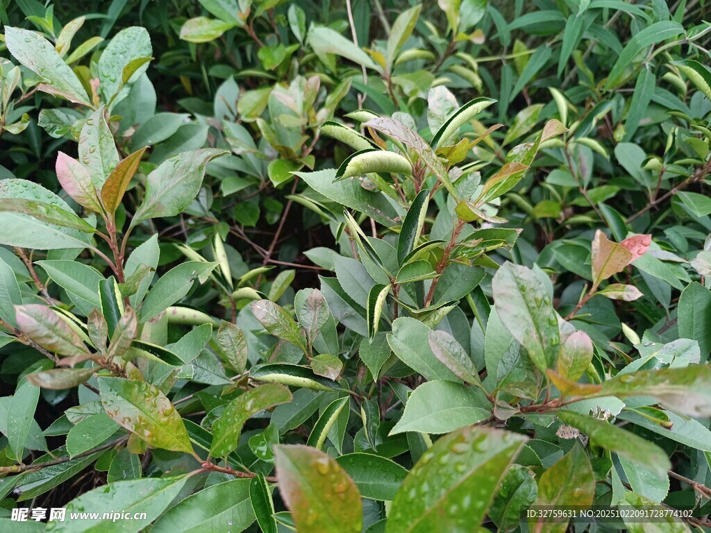 绿叶植物特写