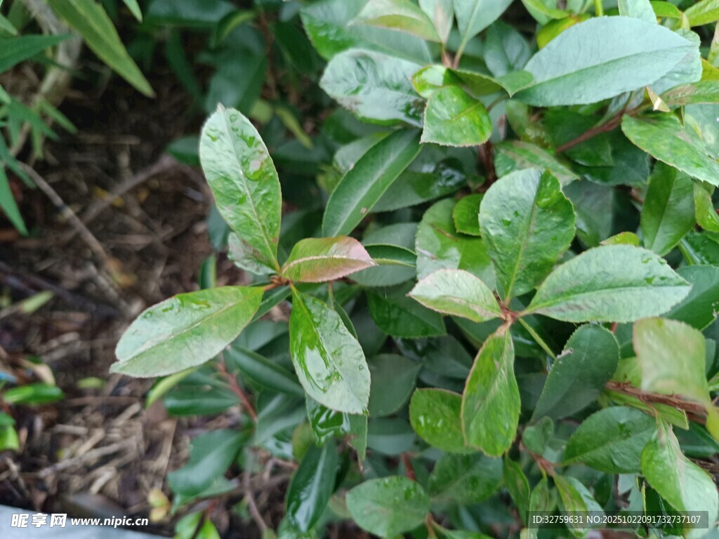 绿叶植物特写