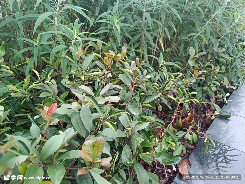 水边繁茂绿植景观