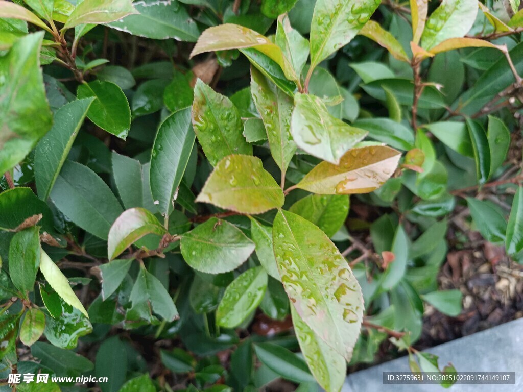绿叶植物特写