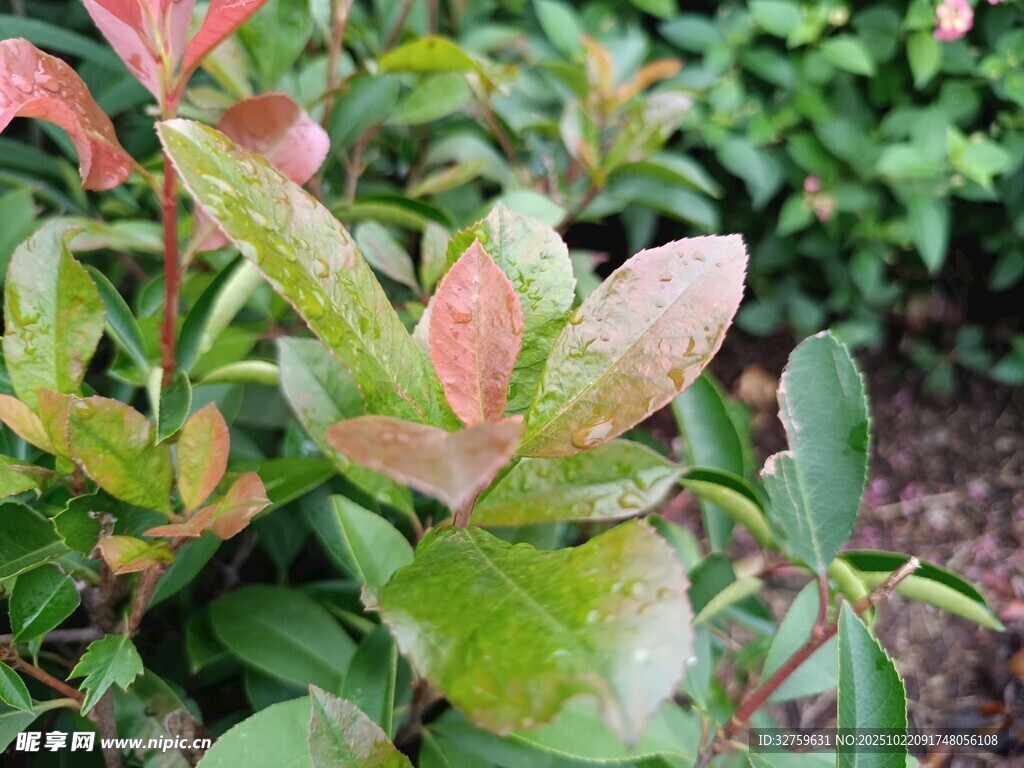 多彩叶片植物特写