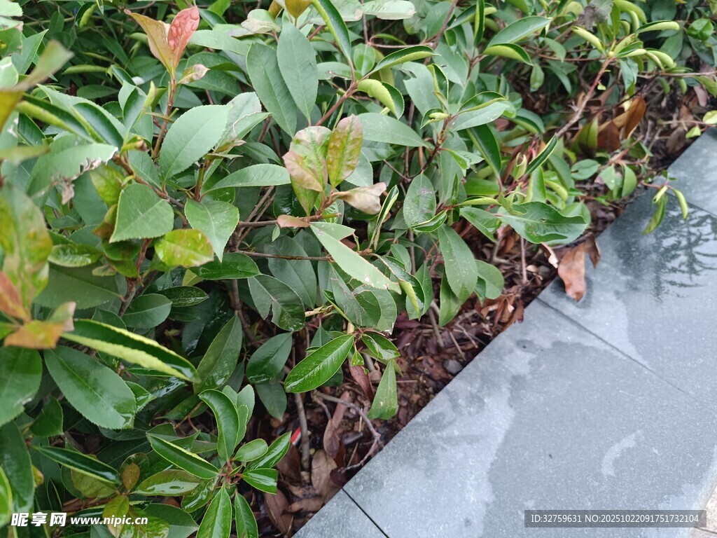 路边绿植景观