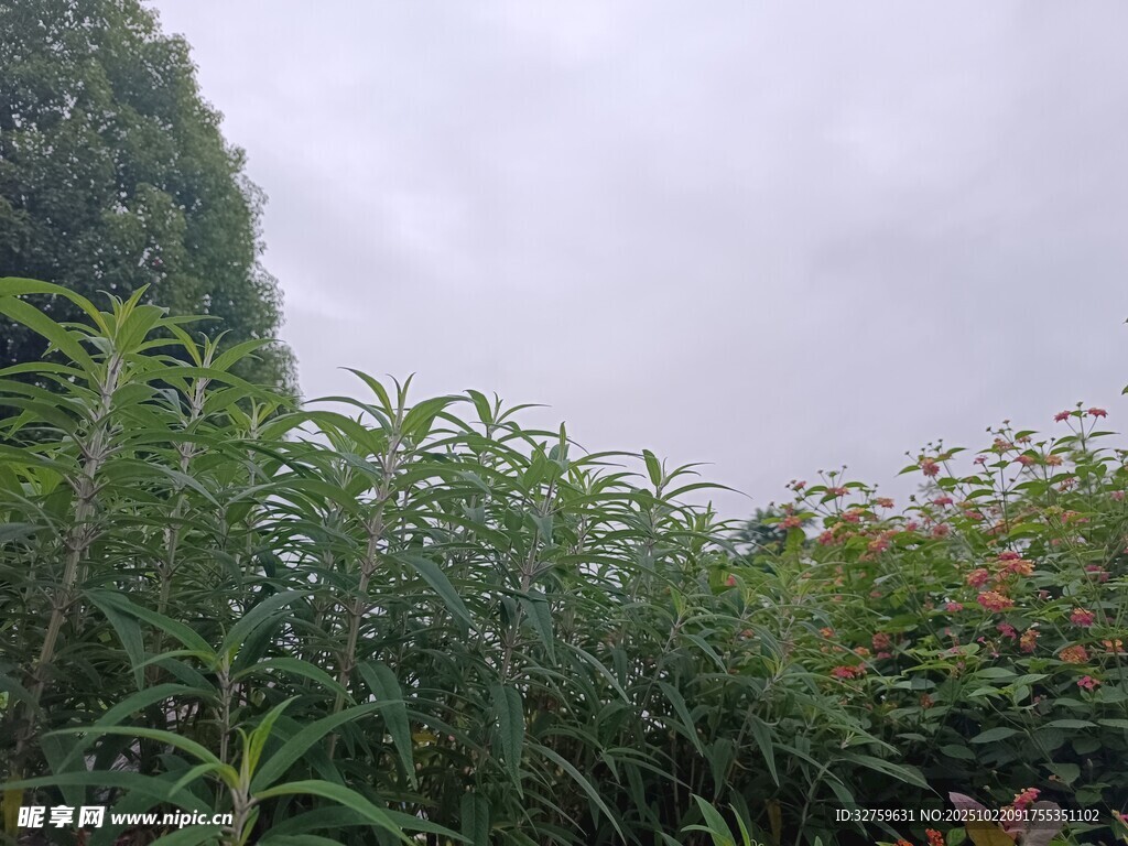 户外繁茂绿植景观