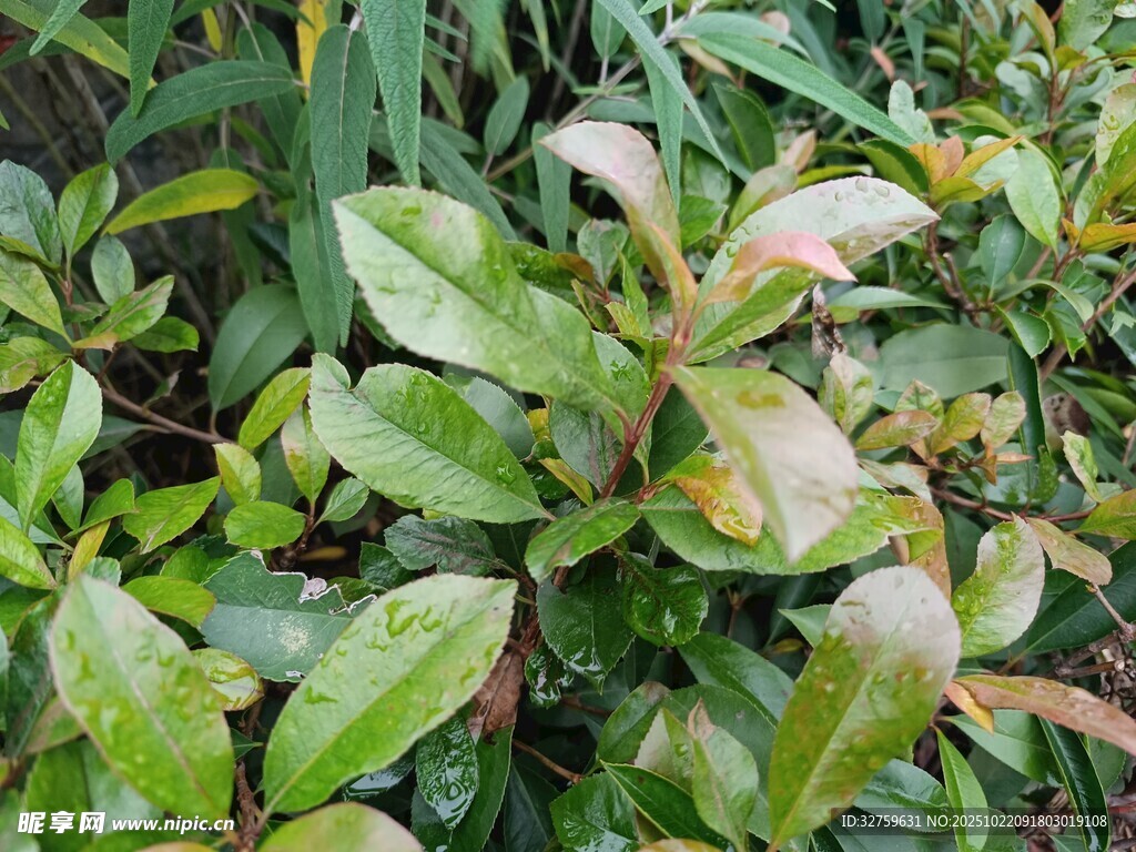 绿叶植物特写