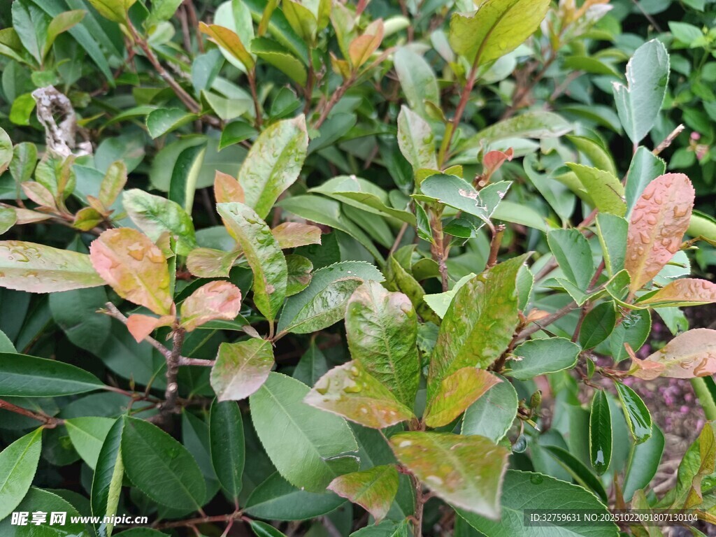 绿叶植物特写