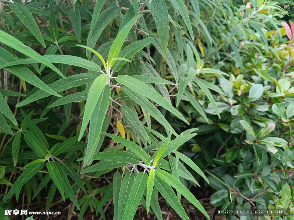 翠绿繁茂的植物景观