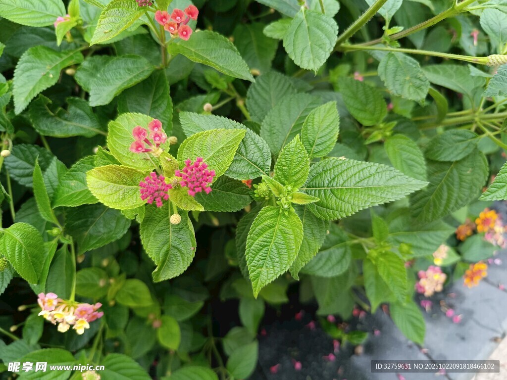 多彩花卉绿植特写