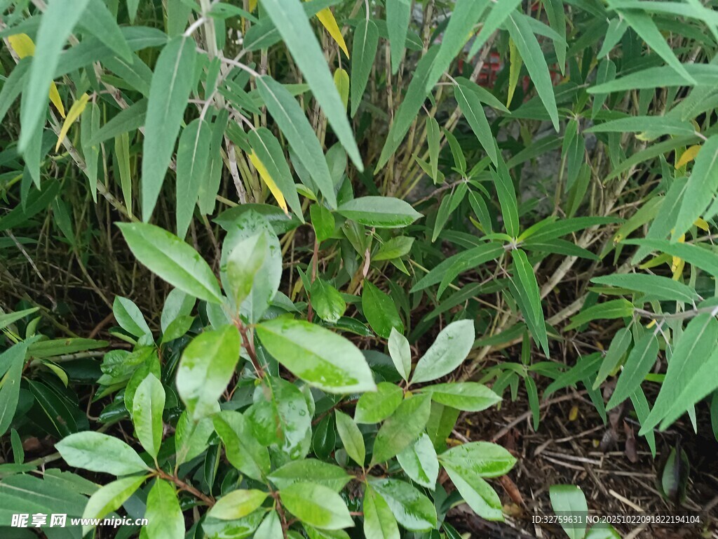 翠绿植物生机盎然