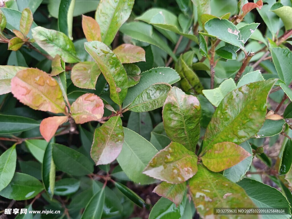 多彩叶片的植物特写