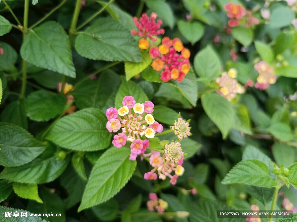 多彩绣球花绽放绿叶间
