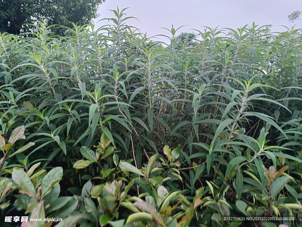 茂密绿植景观