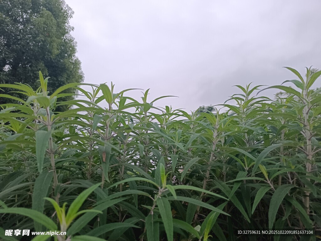 绿意盎然的植物田地