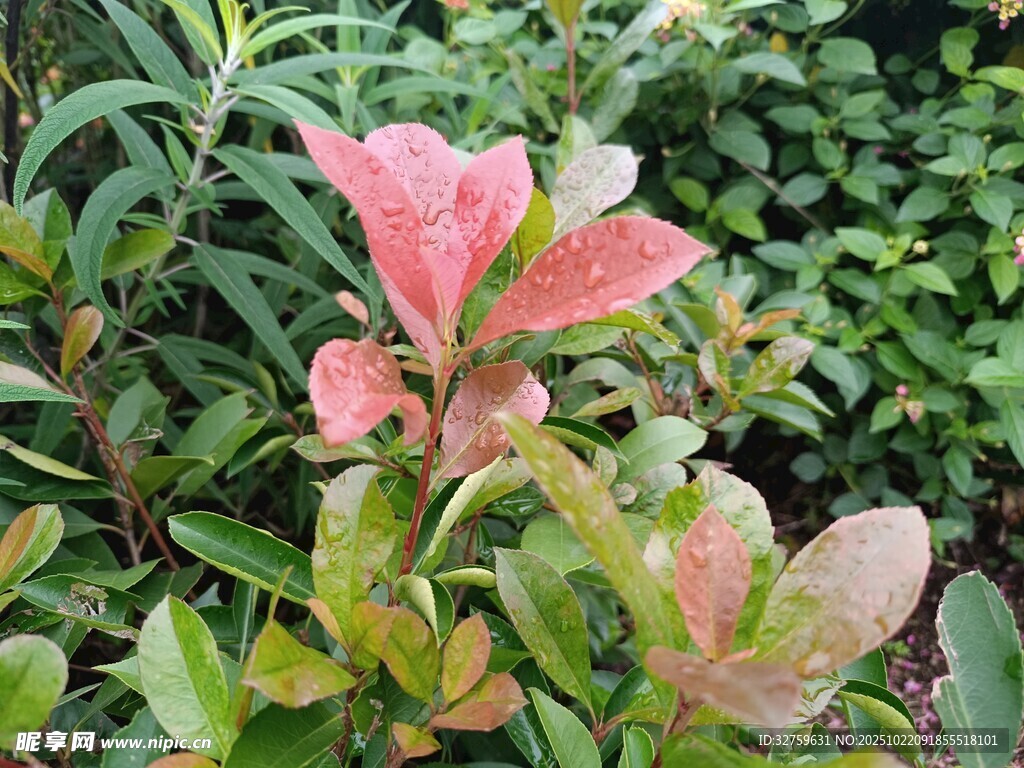 多彩花叶植物特写