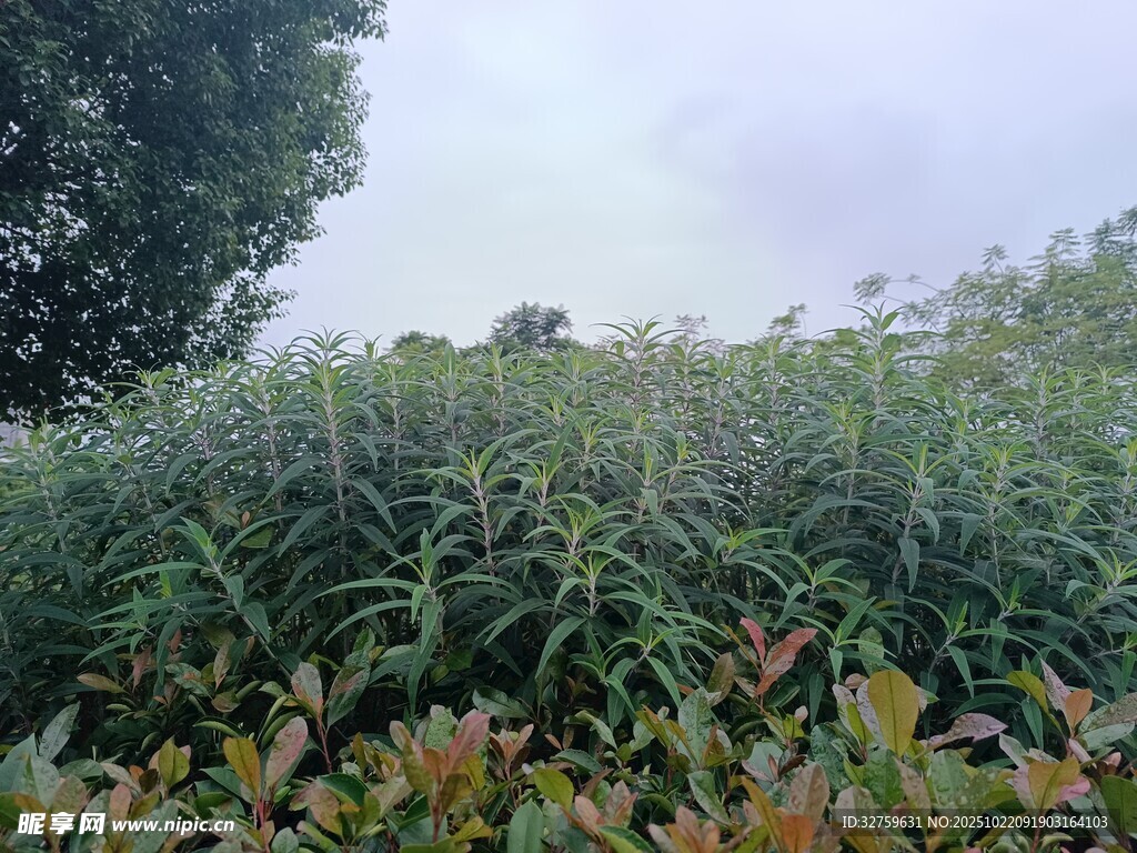 繁茂绿植景观