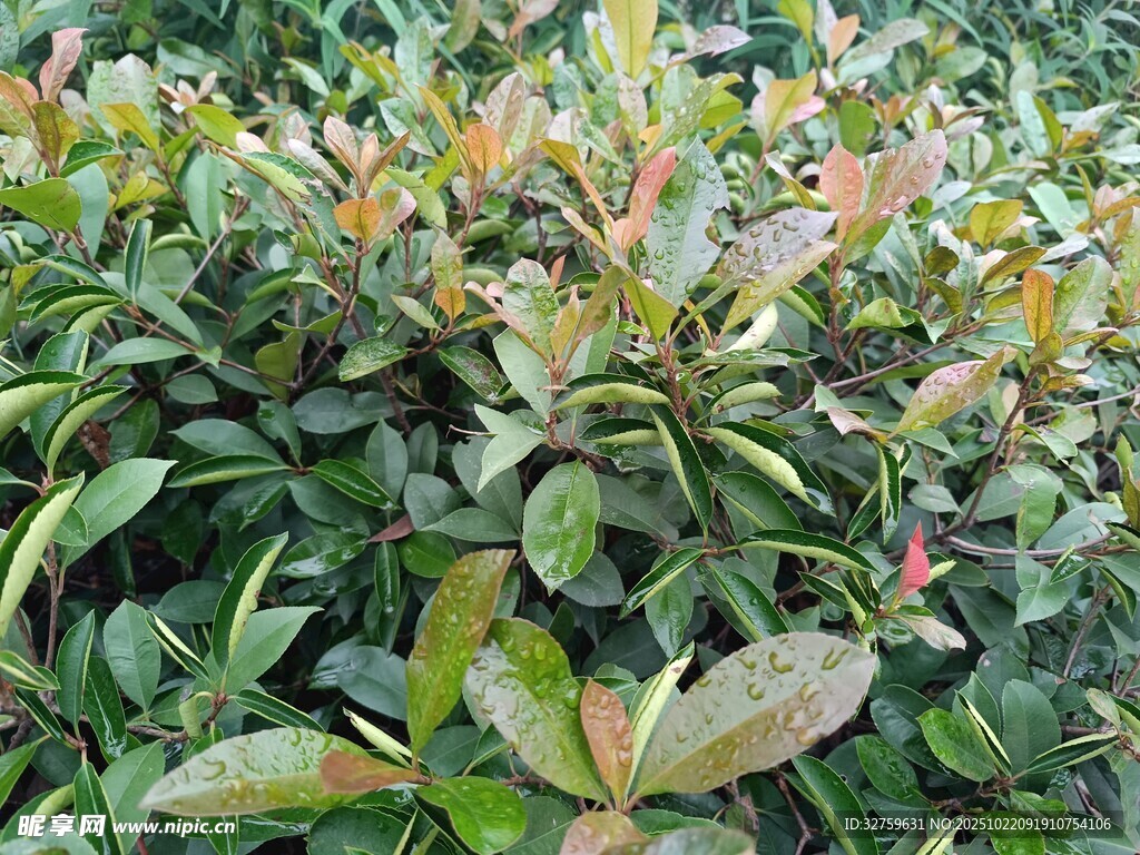 多彩叶片的绿植景观