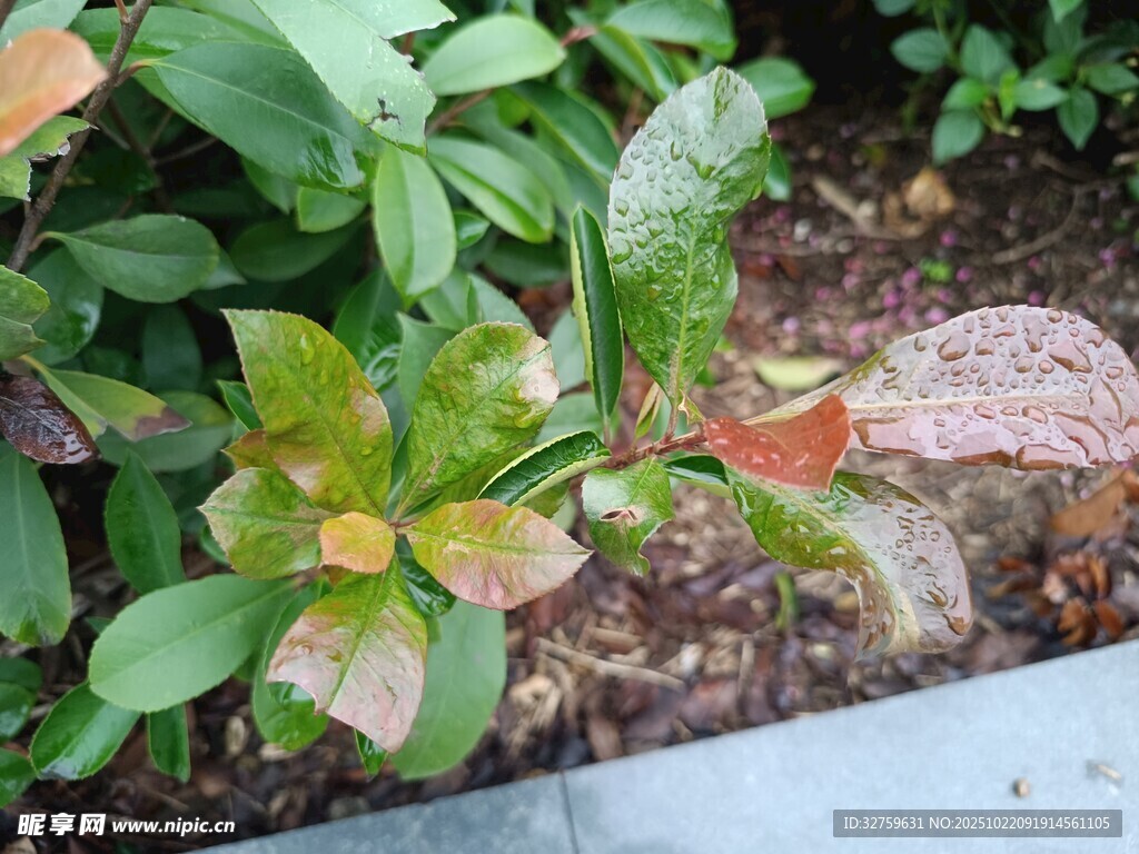 多彩叶片植物特写