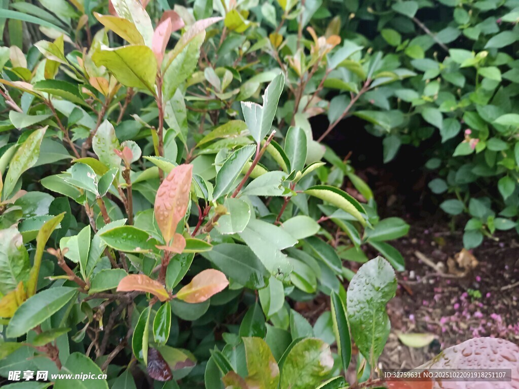 多彩叶片的绿植景观