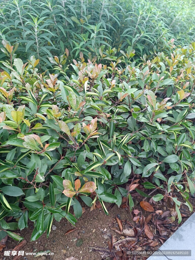 绿叶繁茂的植物景观