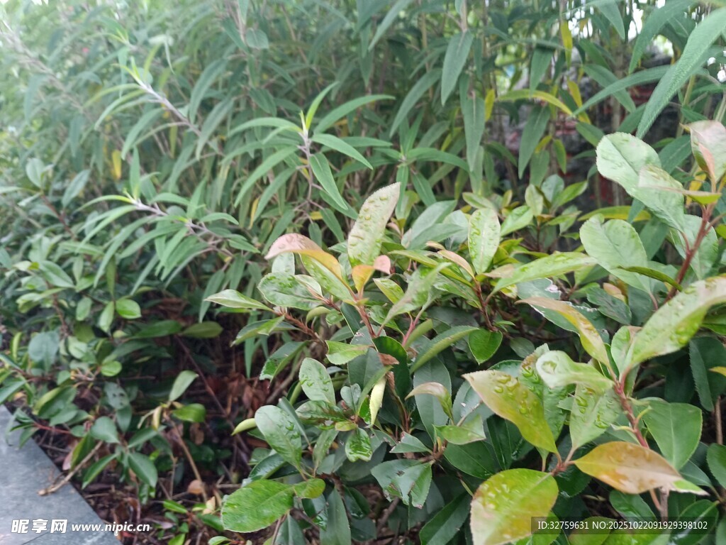 路边繁茂绿植景观