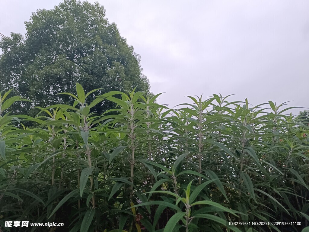野外繁茂的绿色植物景观