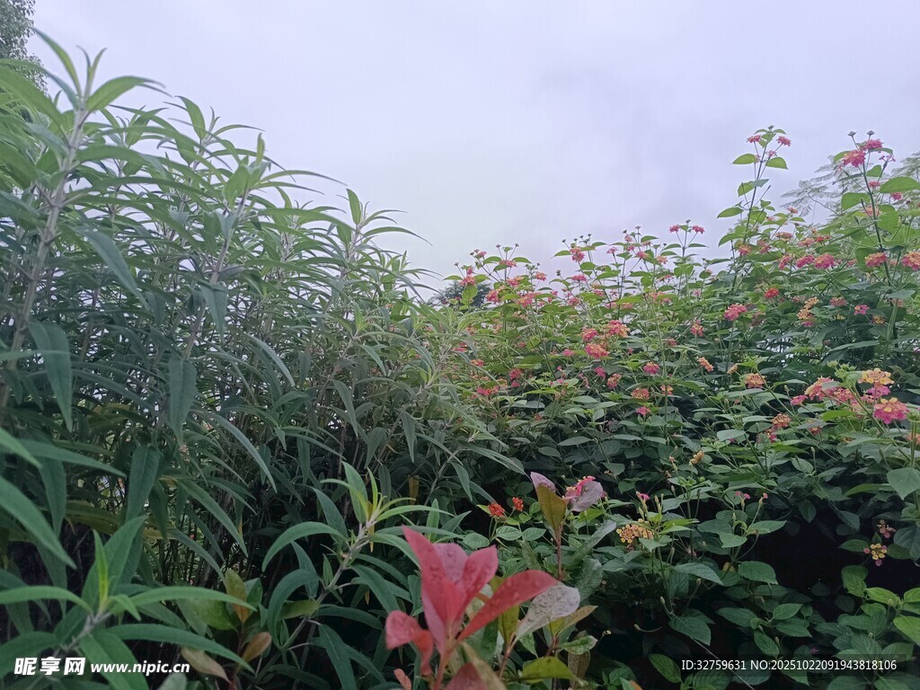 繁茂绿植景观