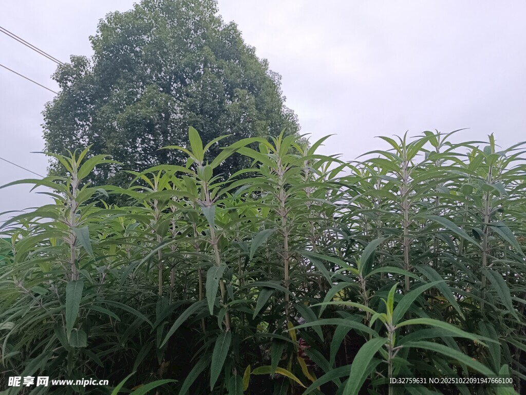 野外繁茂绿植景观