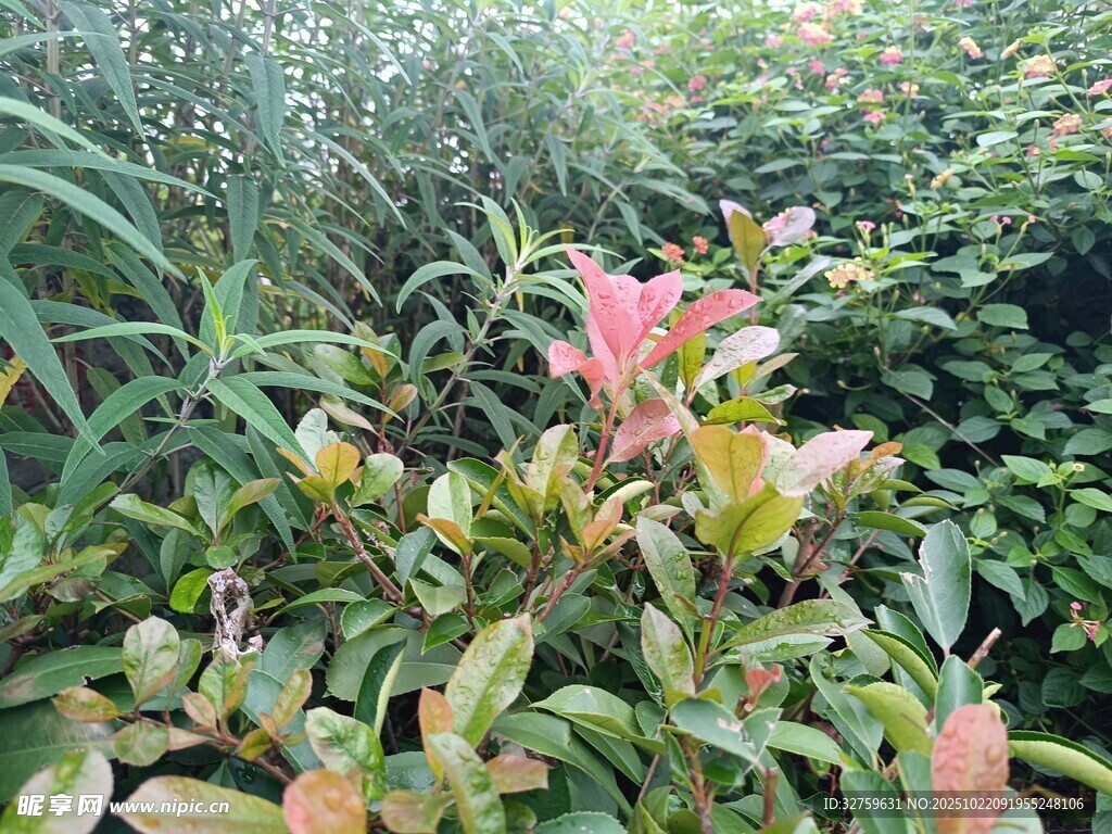 多彩灌木植物景观