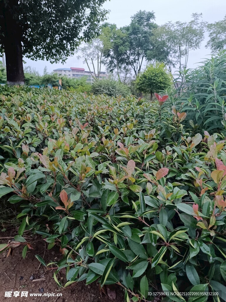 红叶石楠苗木种植景观