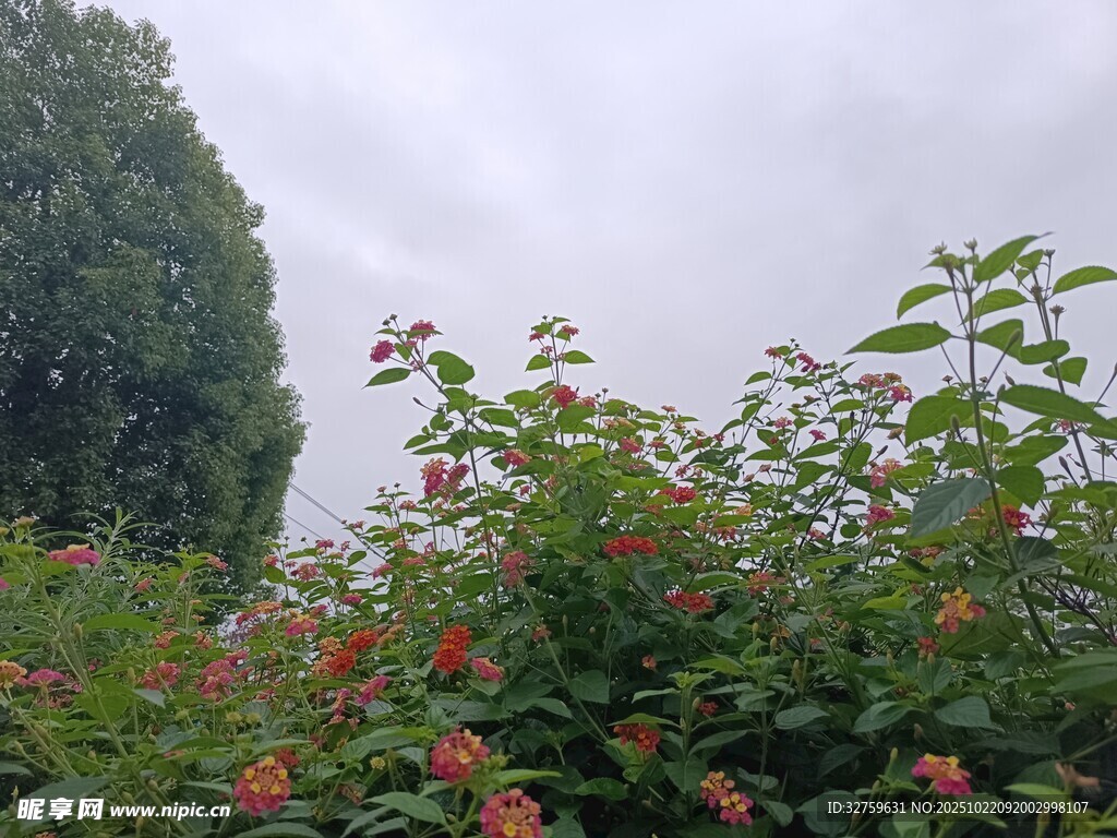 繁花绿植间的自然景致