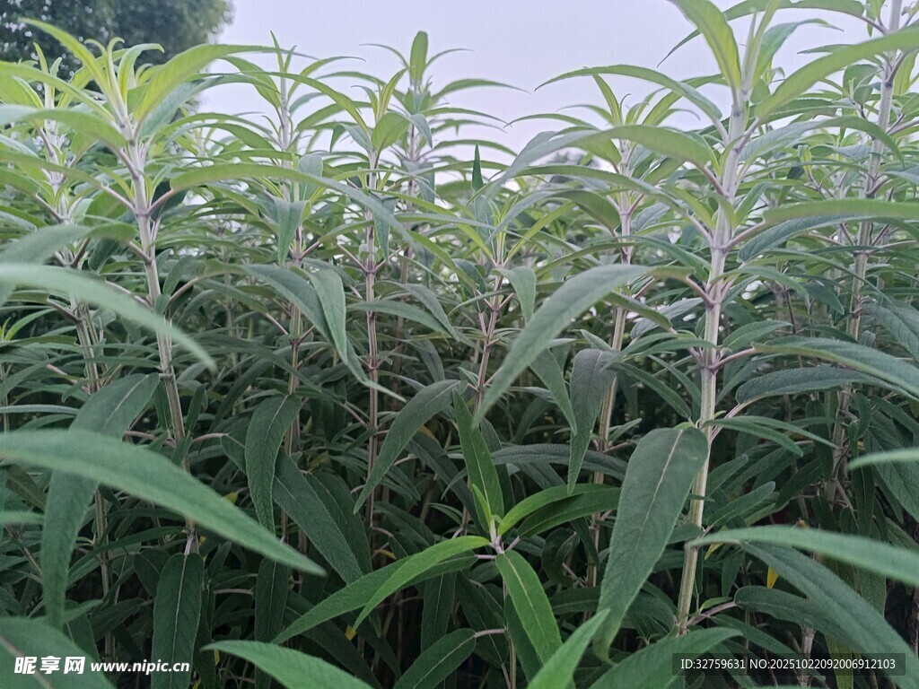 茂密绿植景观