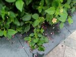 雨中绿植与散落花瓣