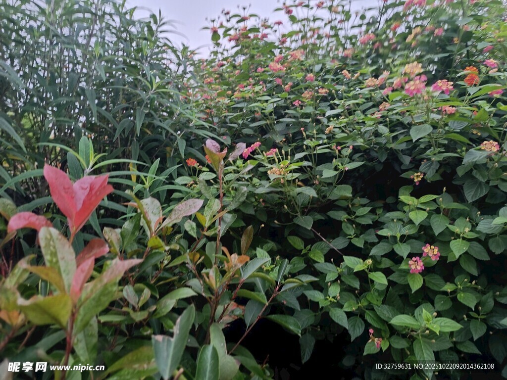 多彩植物景观