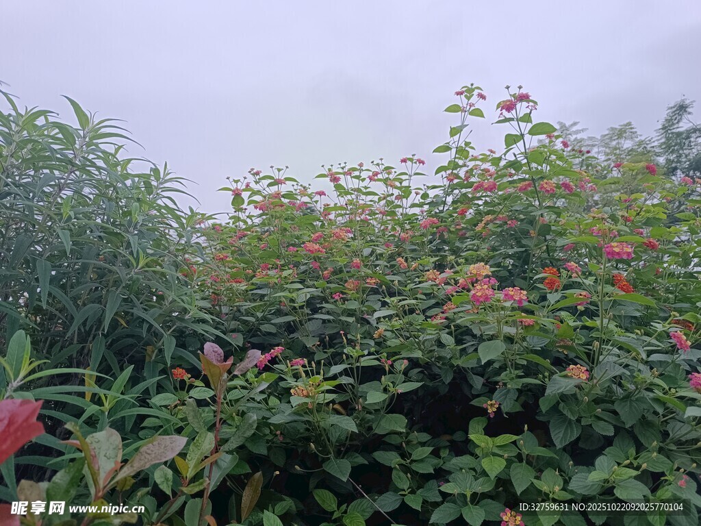 繁花盛开的绿植景观