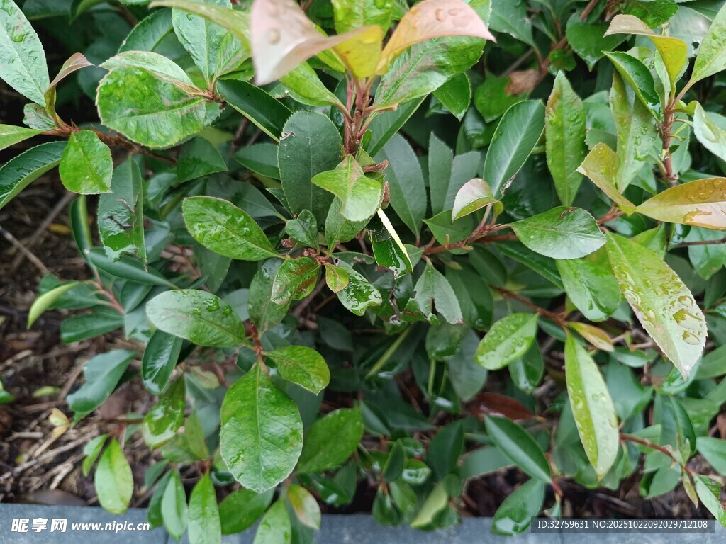 绿叶繁茂的灌木丛