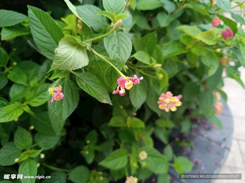 绿叶间绽放的粉色小花