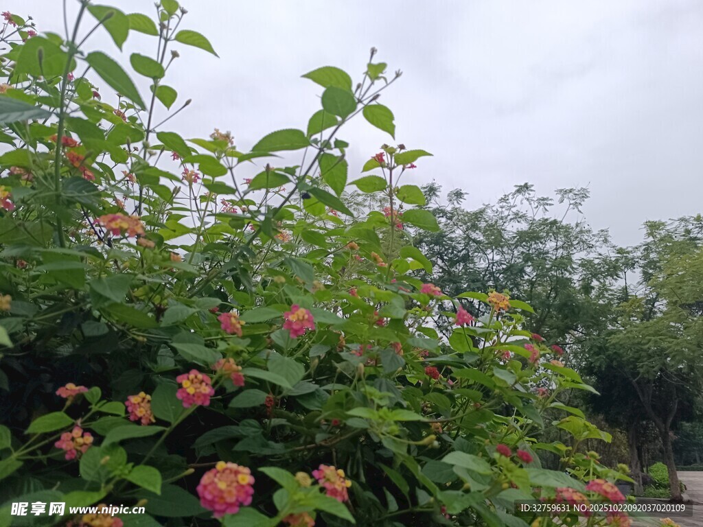 繁花绿叶的自然景致