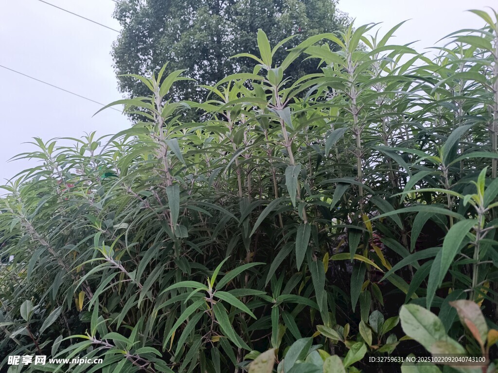 茂密绿植景观