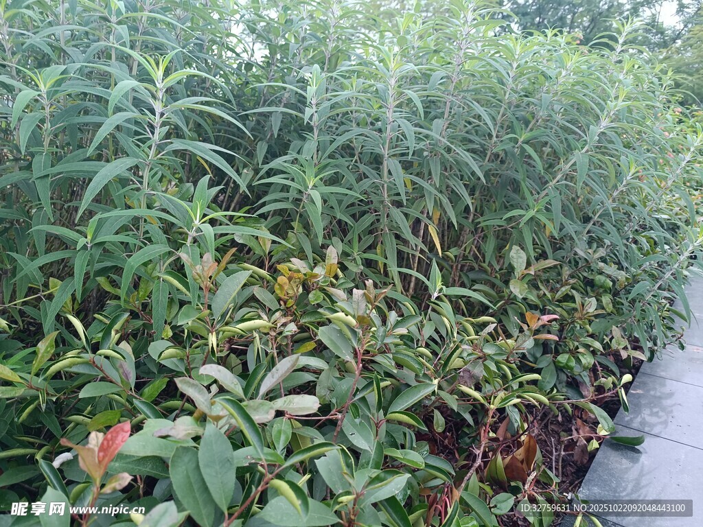 路边繁茂绿植景观