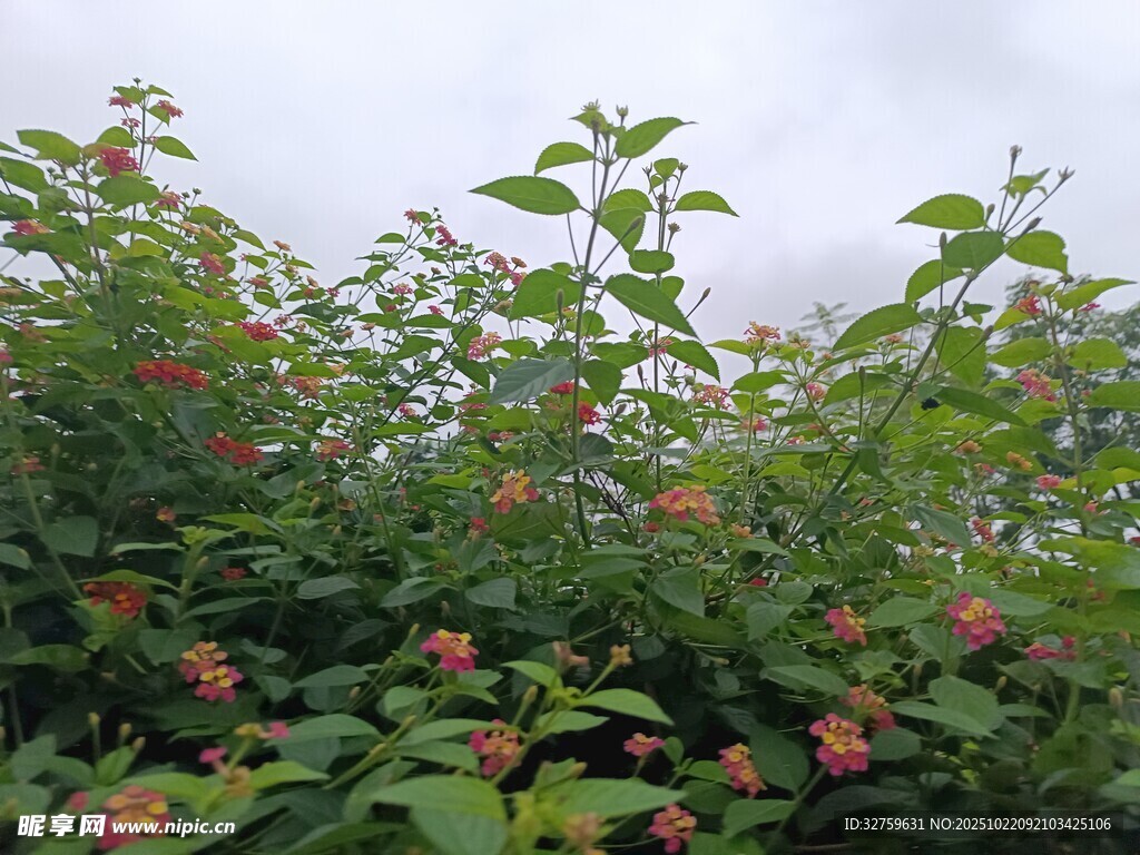 繁茂花丛中的鲜艳花朵