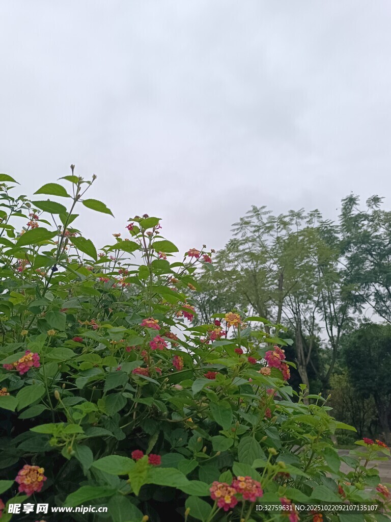 雨中绽放的鲜艳花丛
