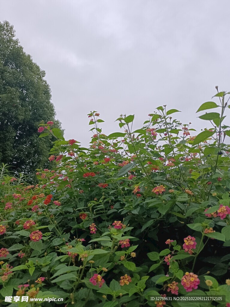 繁花绿叶间的自然景致